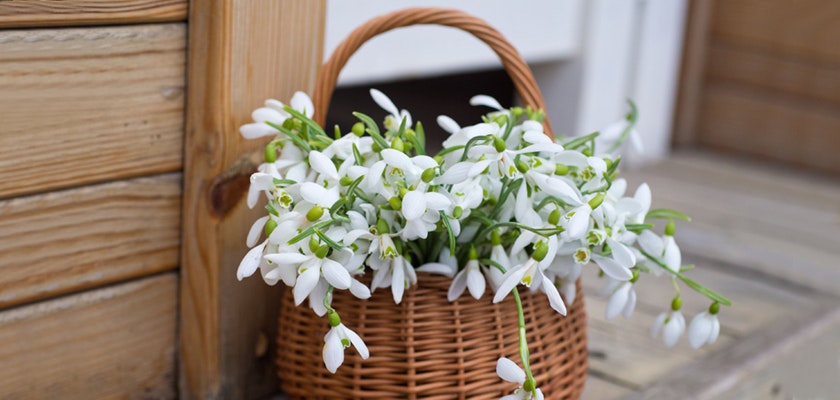 Woven basket filled with delicate white snowdrop flowers, adding charm to any outdoor setting.