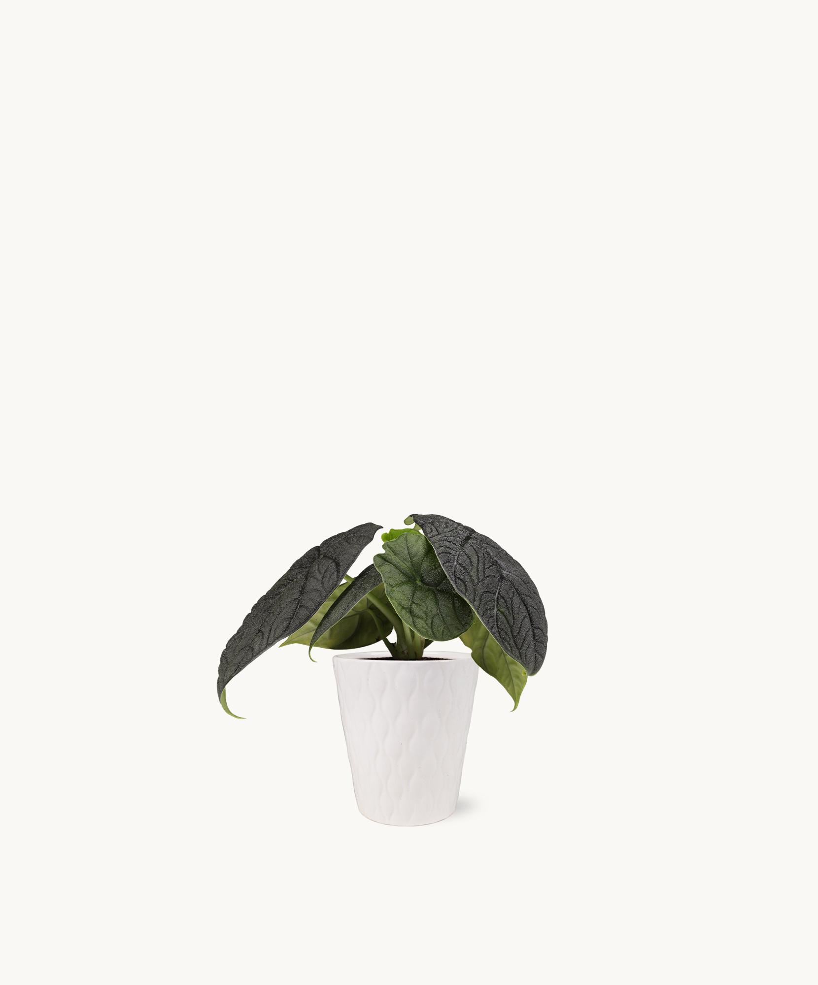 Stylish indoor plant featuring large textured leaves in a chic white pot, perfect for home decor.