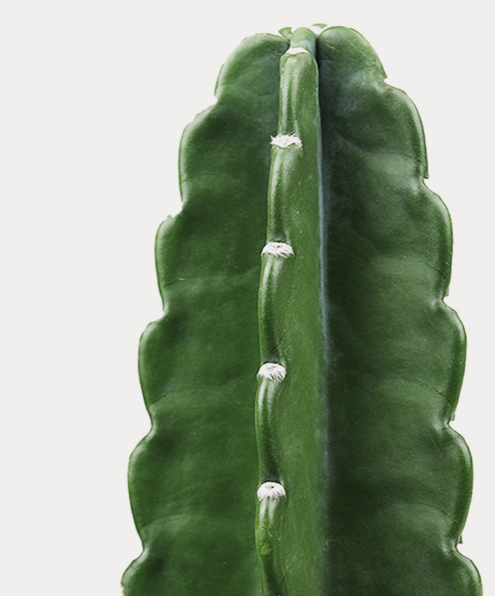 Cuddly Cactus