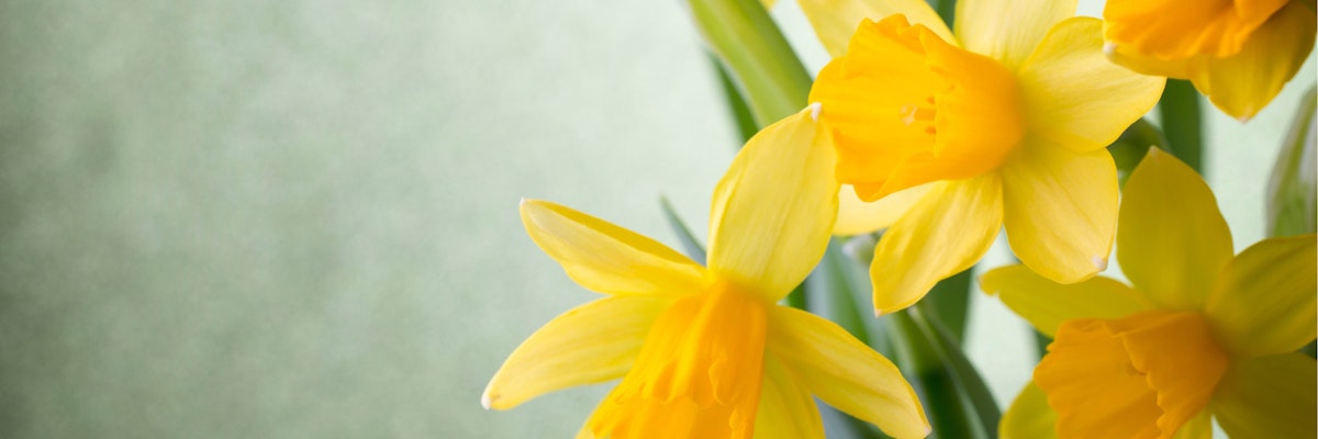 Bright yellow daffodils in full bloom, symbolizing spring and renewal.