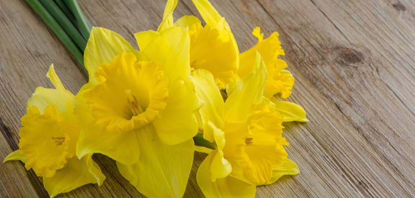 Bright yellow daffodils arranged on a rustic wooden table, symbolizing cheerfulness and renewal.