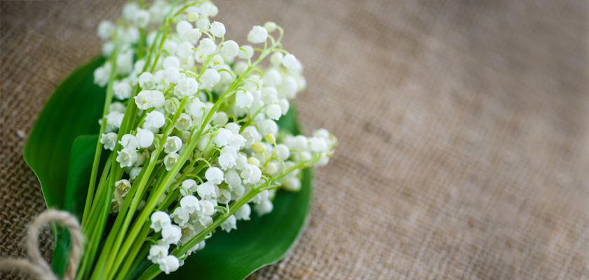 Delicate white lily of the valley flowers arranged on a green leaf, resting on textured burlap.