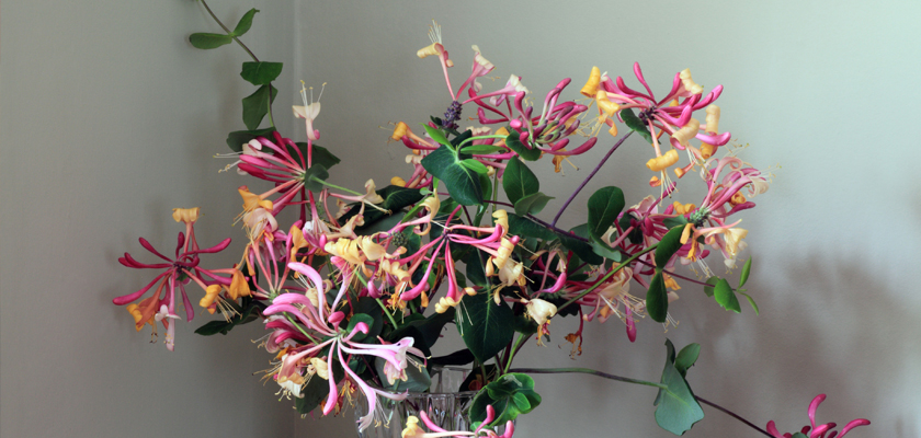 Vibrant honeysuckle arrangement featuring pink and yellow blooms, elegantly displayed in a vase.