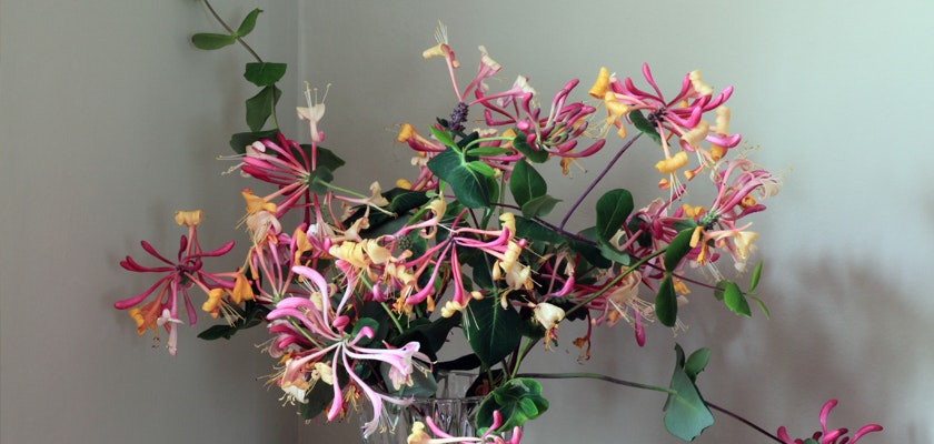 Vibrant honeysuckle arrangement featuring pink and yellow blooms, elegantly displayed in a vase.