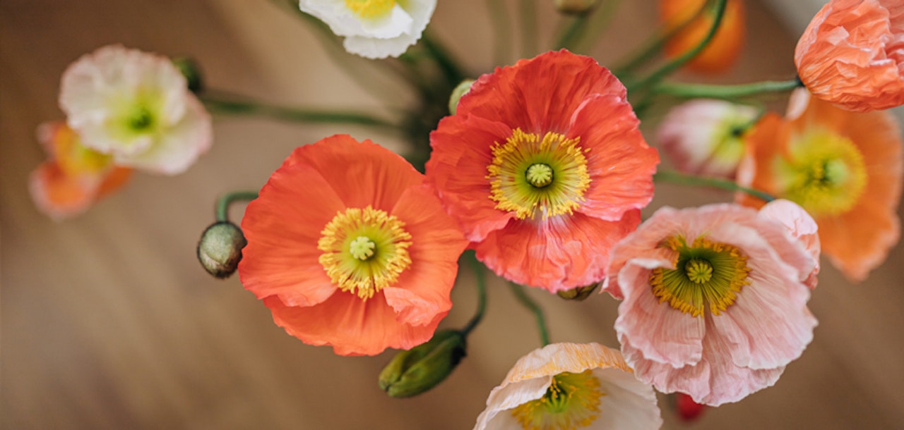 Vibrant poppy flowers in shades of orange and pink, beautifully arranged in a lush bouquet.