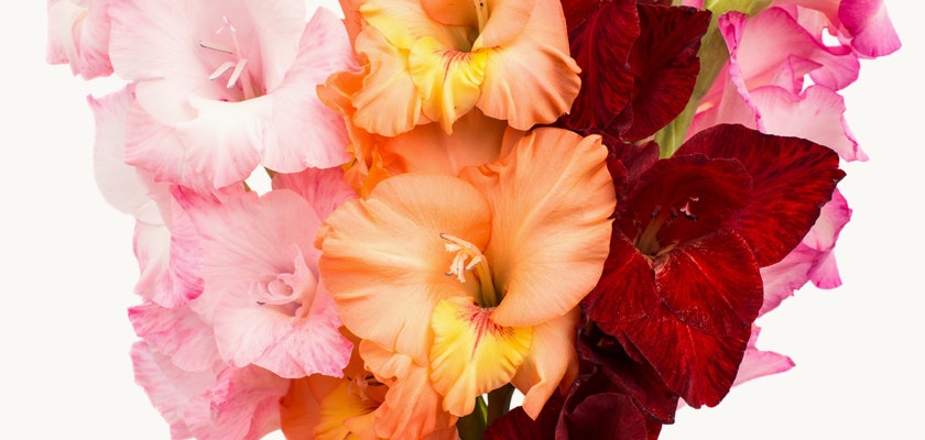 A vibrant bouquet of gladiolus flowers in shades of pink, orange, and red, showcasing elegance.
