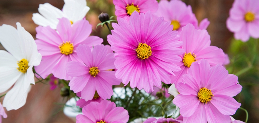 Vibrant pink and white cosmos flowers with yellow centers in a lush garden setting.