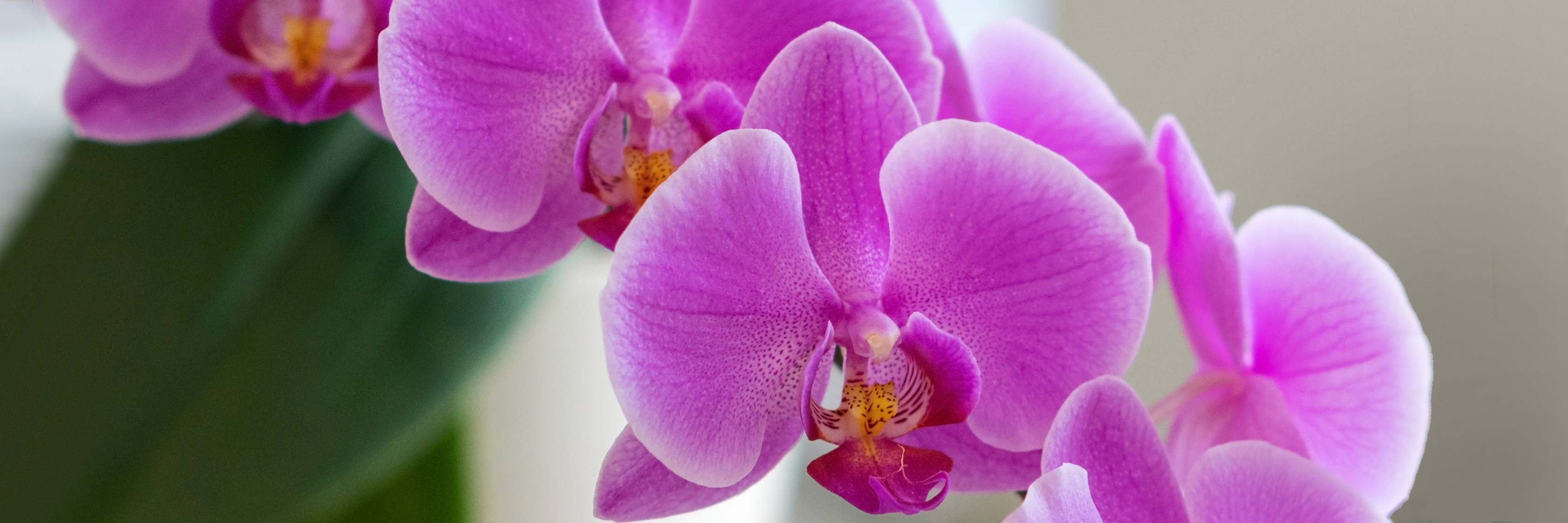 Vibrant purple orchids in full bloom, showcasing their delicate petals and natural beauty.