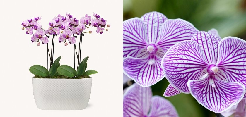 Elegant pink and white orchids arranged in a stylish white planter, adding beauty to any space.