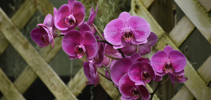 Vibrant pink orchids gracefully blooming against a rustic wooden trellis backdrop.