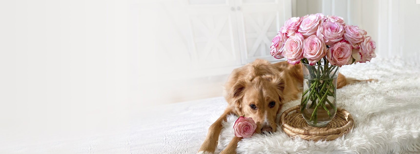 A golden retriever rests beside a vase of lovely pink roses, creating a serene floral scene.