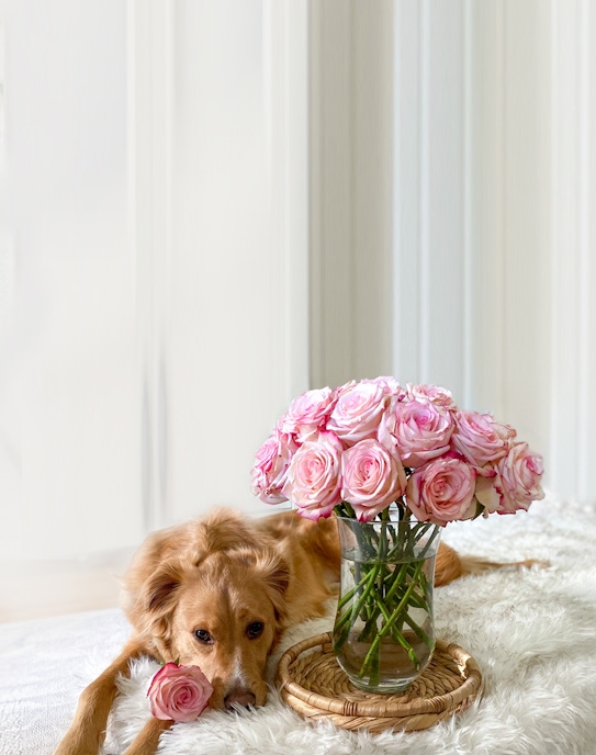 Golden retriever puppy resting beside a vase of pink roses on a cozy white blanket.