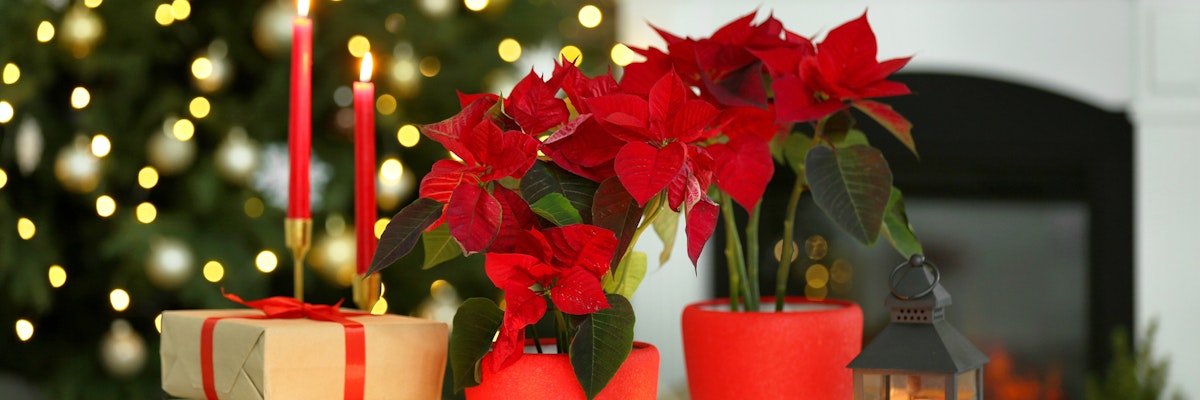 Festive poinsettias in vibrant red pots, surrounded by gifts and holiday decorations.