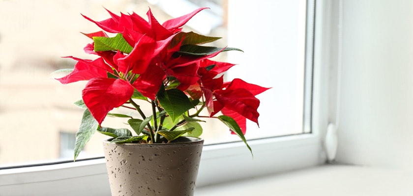 Vibrant red poinsettia plant in a decorative pot, brightening a sunny windowsill.