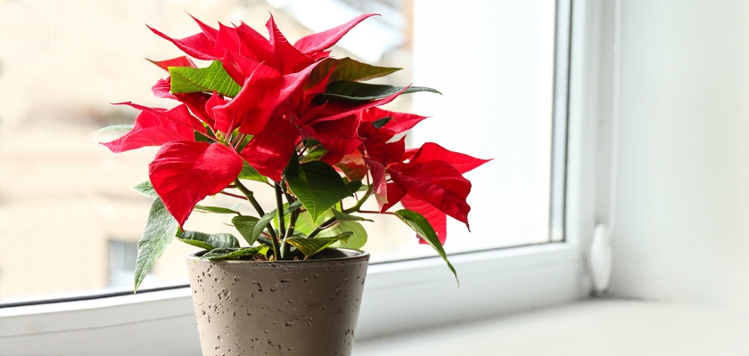 Vibrant red poinsettia plant in a decorative pot, brightening a sunny windowsill.