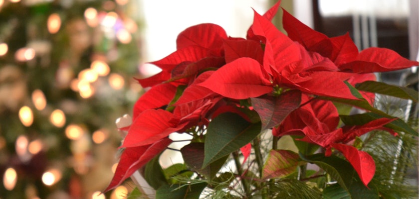 Vibrant red poinsettia plant adorned with lush green leaves, perfect for holiday decor.