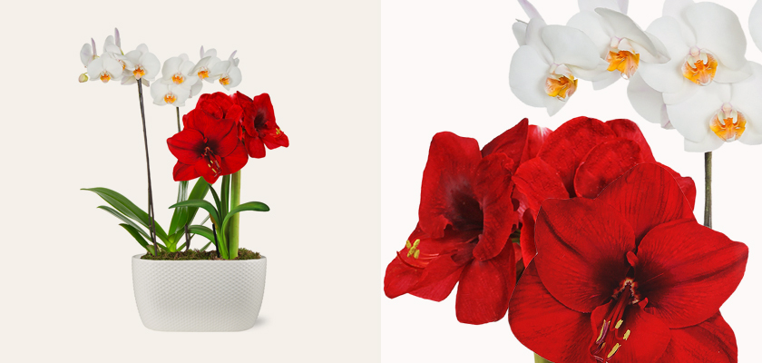 Vibrant red and white orchids elegantly displayed in a stylish white pot, perfect for home décor.