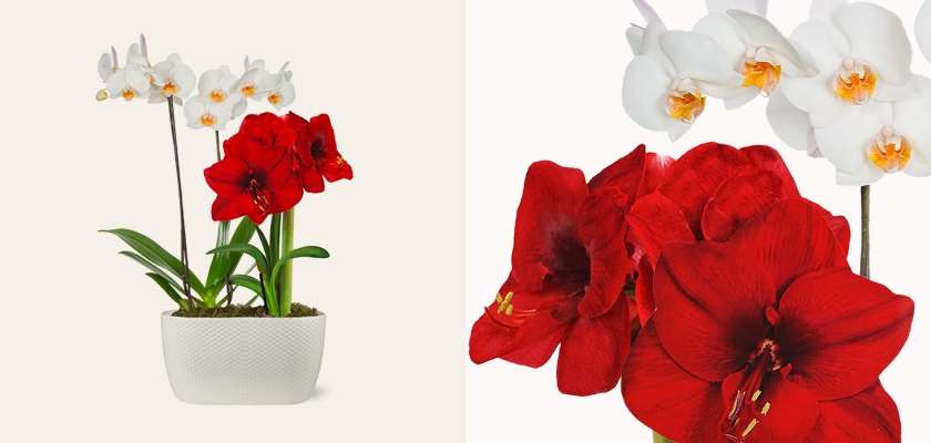 Vibrant red and white orchids elegantly displayed in a stylish white pot, perfect for home décor.