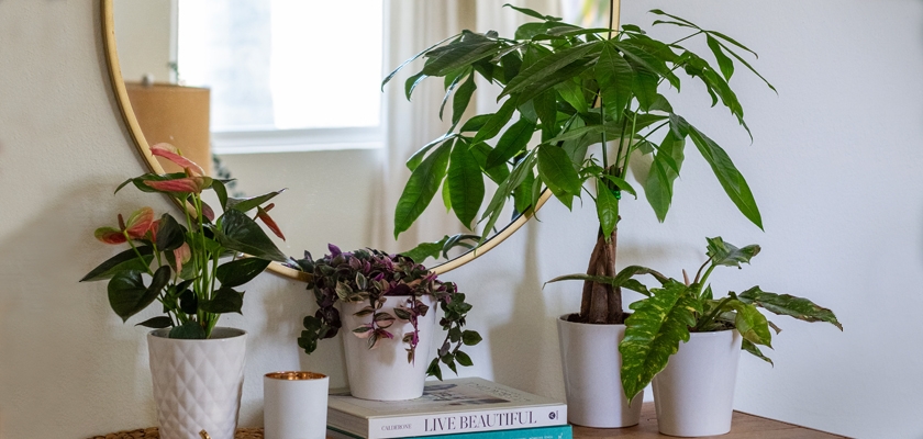 Lush indoor plants in white pots, enhancing a chic, modern living space atmosphere.