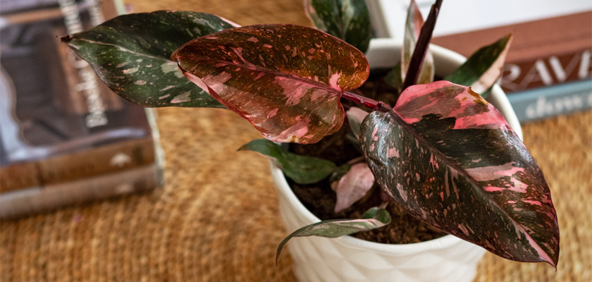 Vibrant indoor plant with striking pink and green leaves in a decorative pot, enhancing home décor.