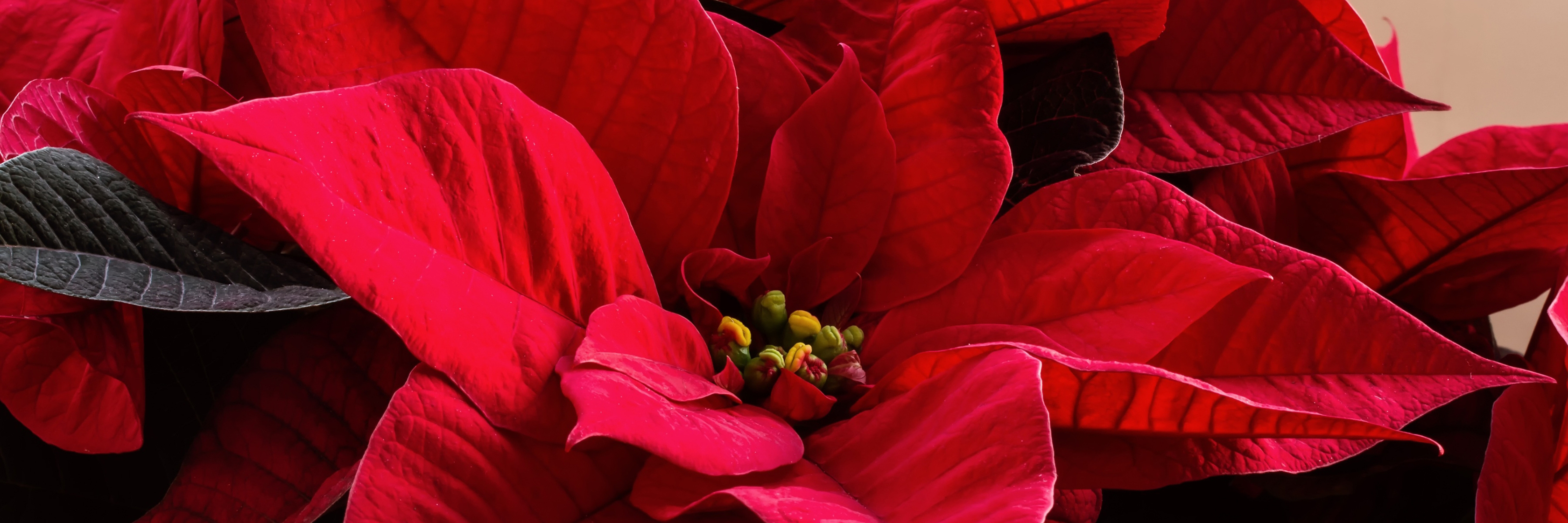 Vibrant red poinsettia leaves create a festive floral display, perfect for holiday decorations.
