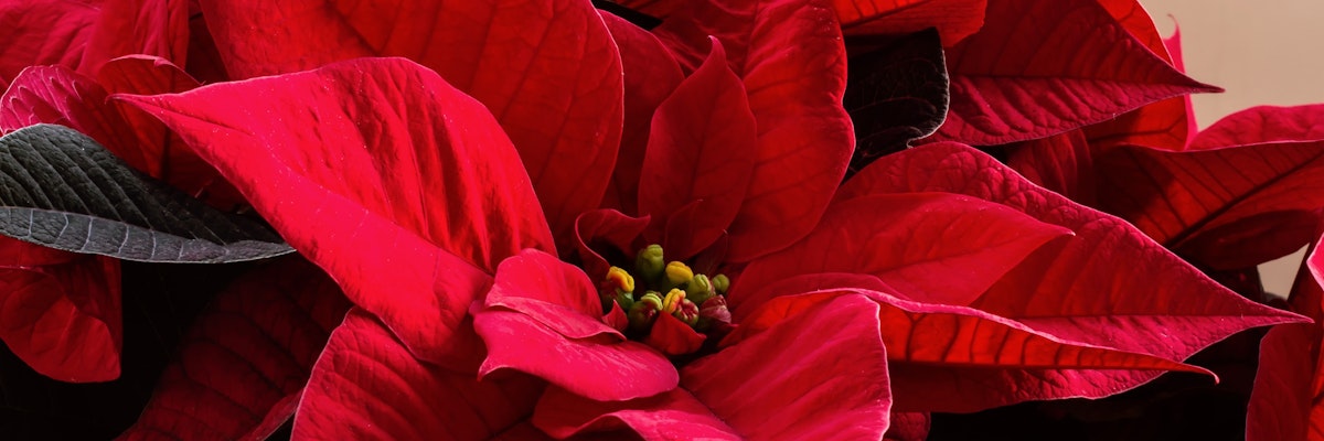Vibrant red poinsettia leaves create a festive floral display, perfect for holiday decorations.