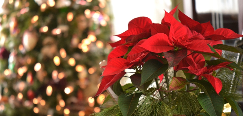 Vibrant red poinsettia plant surrounded by festive holiday decorations and soft glowing lights.