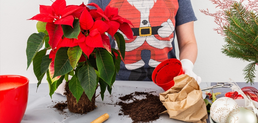 A person in a Santa-themed shirt repotting a vibrant red poinsettia plant during the holiday season.