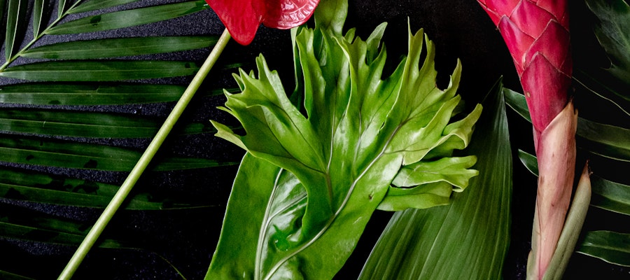 Vibrant tropical flowers featuring red anthuriums and lush green leaves, perfect for decor.