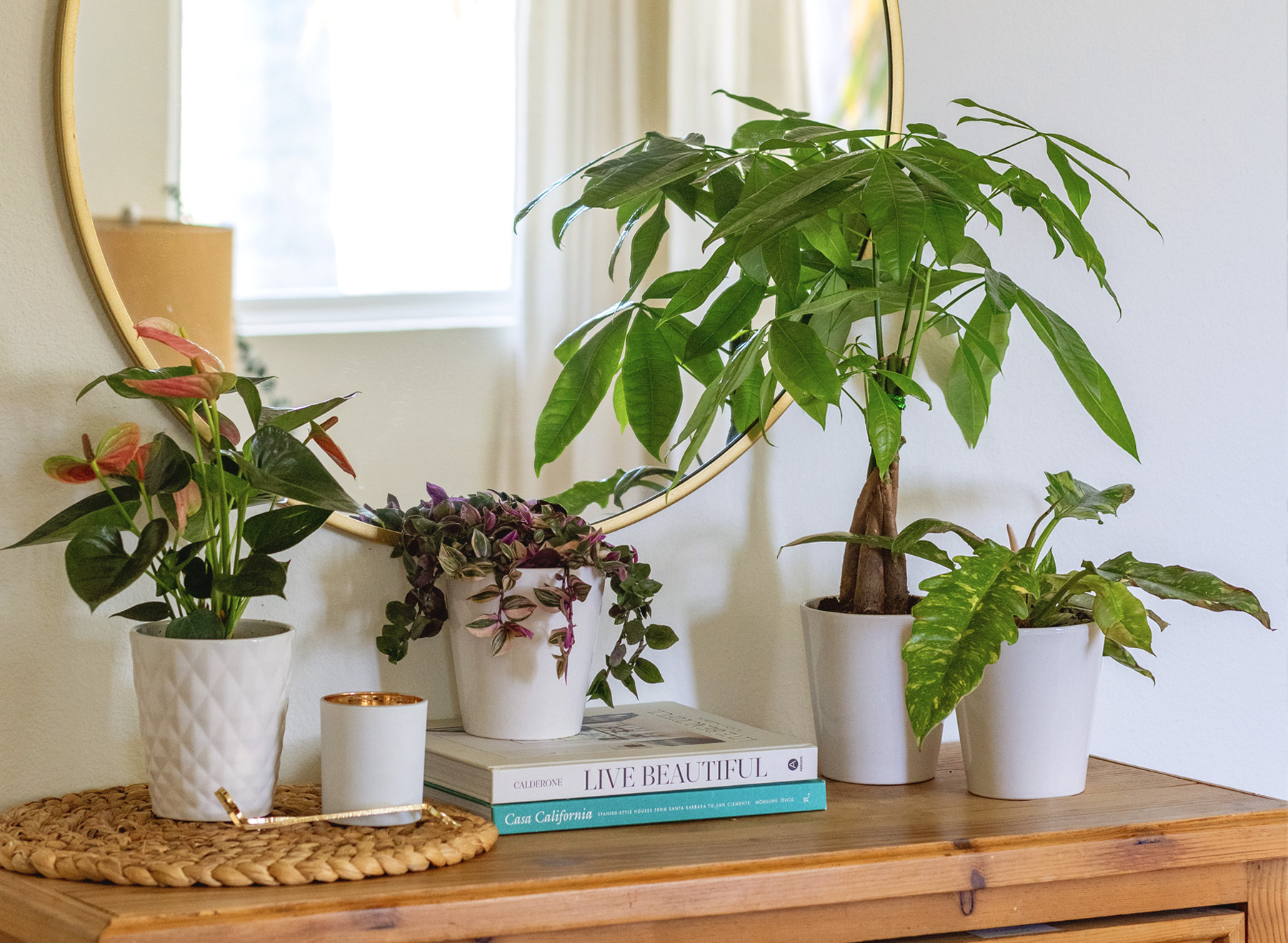 A stylish indoor plant display featuring various greenery in white pots and a round mirror.
