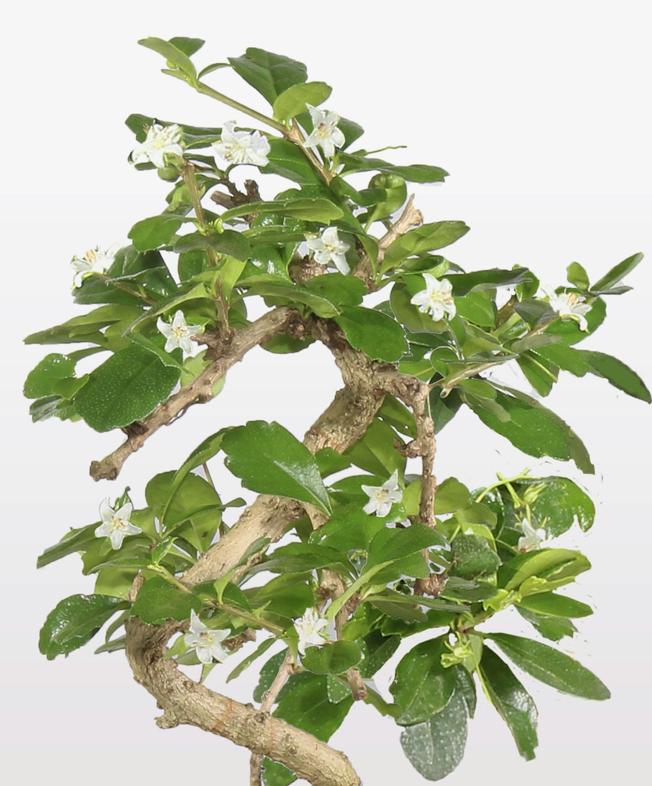 A beautifully twisted bonsai tree showcasing delicate white flowers among lush green leaves.