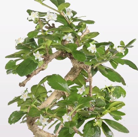 A beautifully twisted bonsai tree showcasing delicate white flowers among lush green leaves.