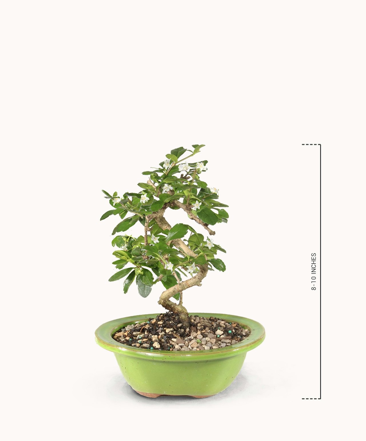 Elegant bonsai tree with lush green leaves in a vibrant green pot, measuring 8 to 10 inches tall.