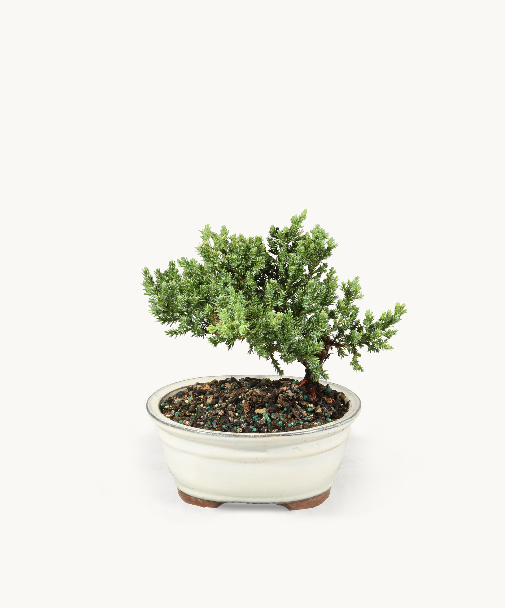 A beautifully shaped bonsai tree in an elegant white pot, ideal for indoor decor.