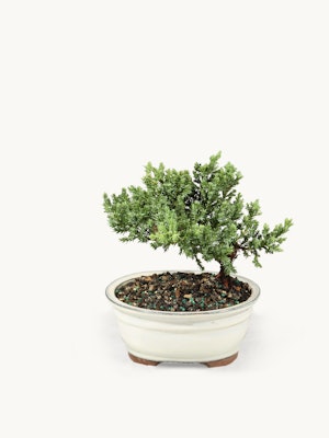 A beautifully shaped bonsai tree in an elegant white pot, ideal for indoor decor.