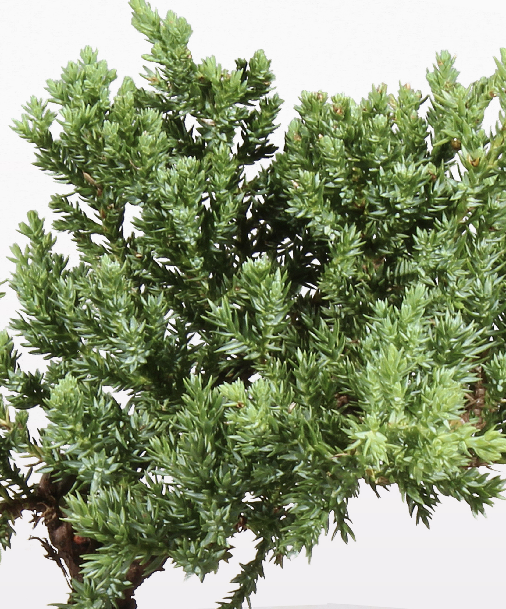 Green Mound Juniper Bonsai | BloomsyBox