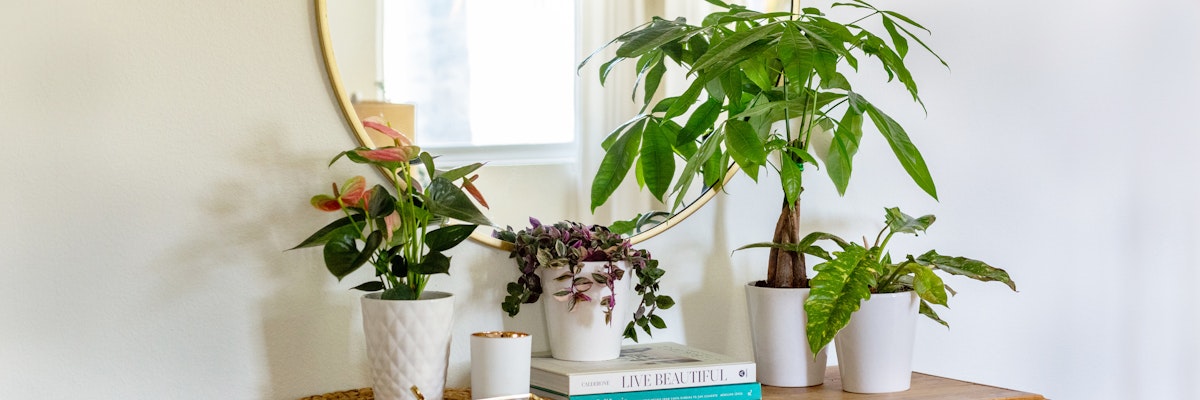 A cozy indoor scene featuring various potted plants and a round mirror above a stylish wooden table.