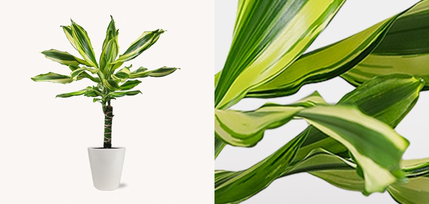Stylish indoor plant with vibrant green and yellow striped leaves in a modern white pot.