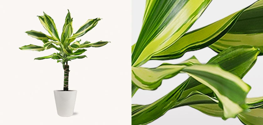 Stylish indoor plant with vibrant green and yellow striped leaves in a modern white pot.