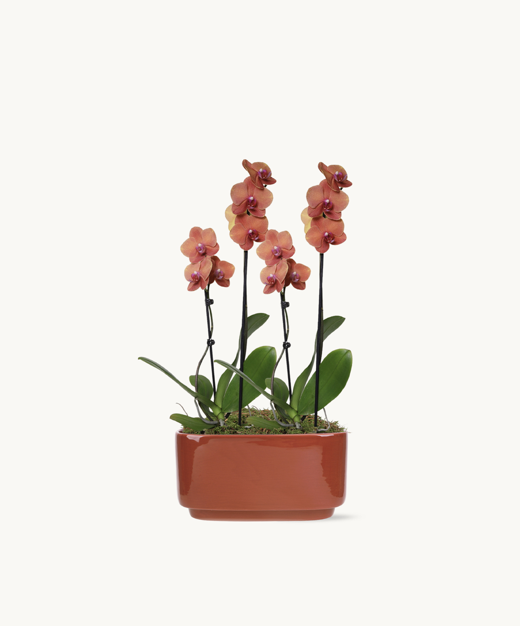 Elegant pink orchids in a ceramic pot, adding beauty to any indoor space with their delicate blooms.