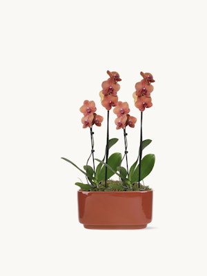 Elegant pink orchids in a ceramic pot, adding beauty to any indoor space with their delicate blooms.