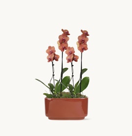 Elegant pink orchids in a ceramic pot, adding beauty to any indoor space with their delicate blooms.