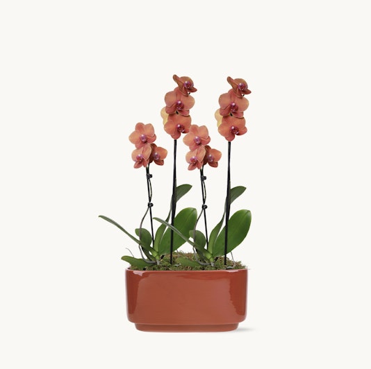 Elegant pink orchids in a ceramic pot, adding beauty to any indoor space with their delicate blooms.