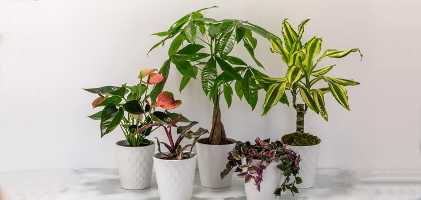 Lush indoor plants in elegant white pots, adding vibrant greenery to home decor.