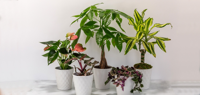 Lush indoor plants in elegant white pots, adding vibrant greenery to home decor.