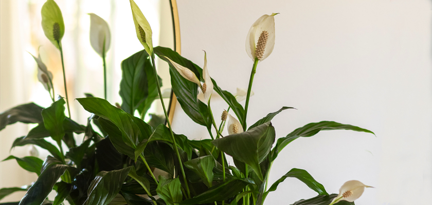 Elegant peace lilies with lush green leaves, adding natural beauty to any space.
