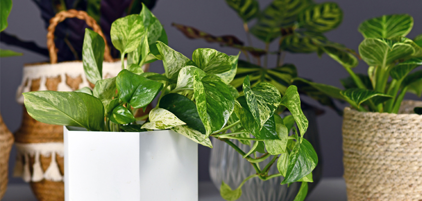 Lush green pothos plant in a modern white planter, surrounded by decorative pots and foliage.