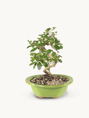 A small, elegantly twisted bonsai tree in a vibrant green pot, showcasing serene natural beauty.