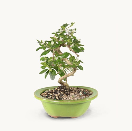 A small, elegantly twisted bonsai tree in a vibrant green pot, showcasing serene natural beauty.
