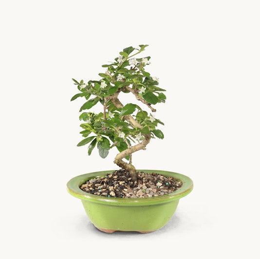 A small, elegantly twisted bonsai tree in a vibrant green pot, showcasing serene natural beauty.